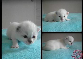 chaton femelle bicolour - Chatterie Ragdolls du Val de Beauvoir